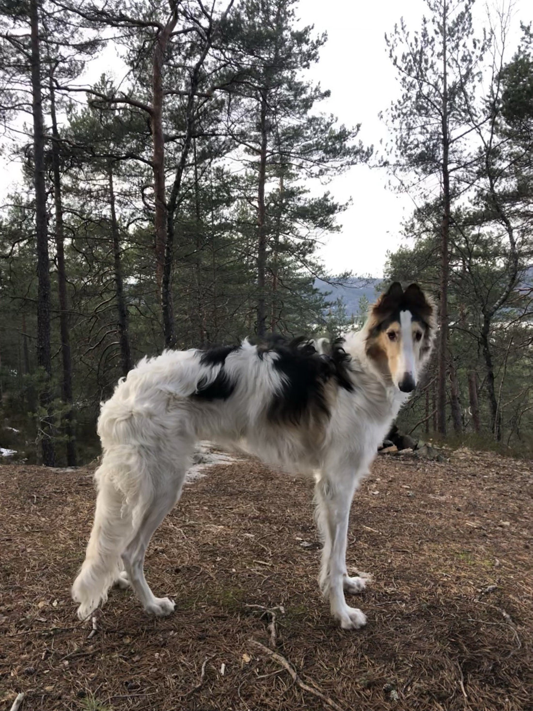 Beautiful borzoi