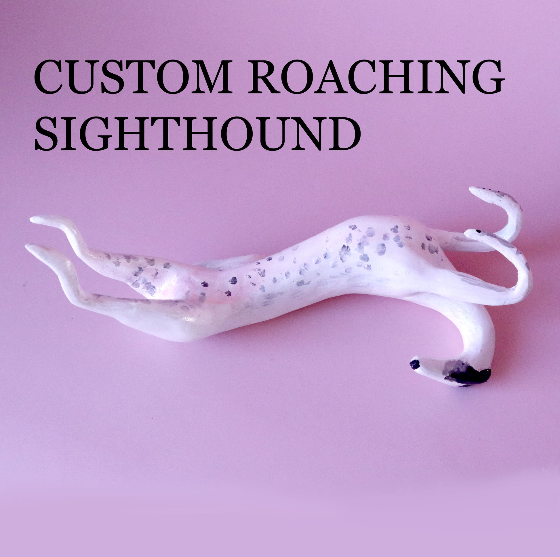 roaching greyhound white sighthound